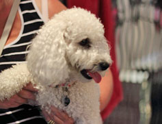 the boarding kennels